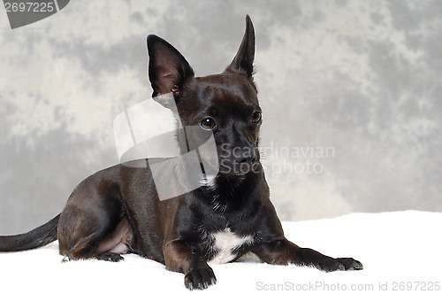Image of Black puppy dog