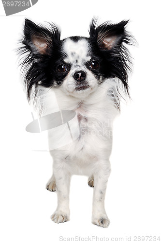 Image of Chihuahua isolated on white background