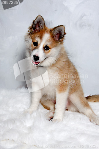 Image of Norwegian lundhund dog