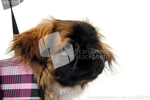 Image of Face of puppy dog in bag