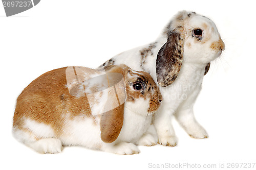 Image of Two rabbits isolated on a white background