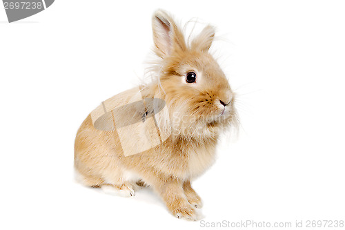 Image of Rabbit isolated on white background