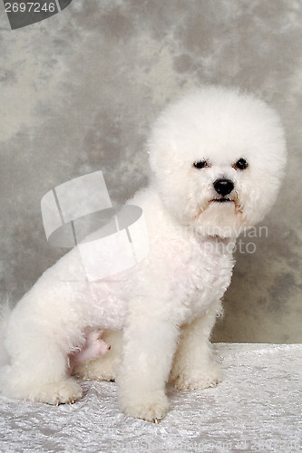 Image of Sitting poodle dog