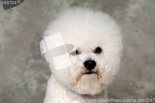 Image of Face of poodle dog