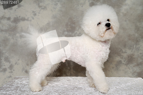 Image of Standing poodle dog