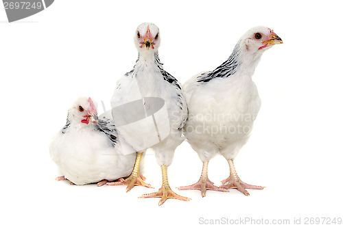 Image of Chickens on white background