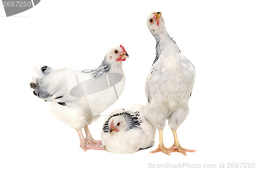 Image of Chickens on white background