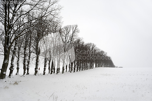 Image of Trees at winter