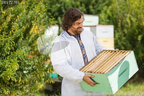 Image of Beekeeper Looking At Crate Full Of Honeycombs