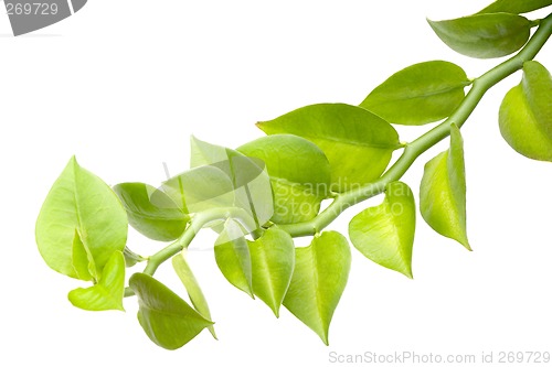 Image of Green leaves

