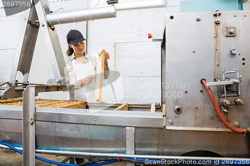 Image of Beekeeper Brushing Honeycomb Before Extracting Honey