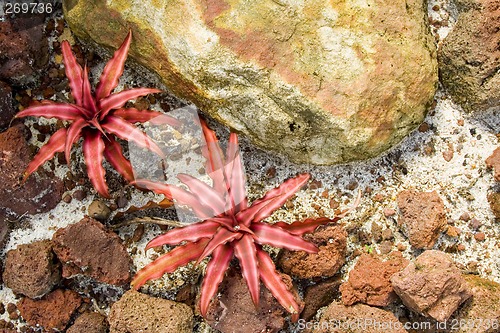 Image of Plant with red leaves

