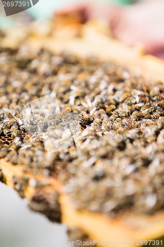 Image of Bees On Honeycomb