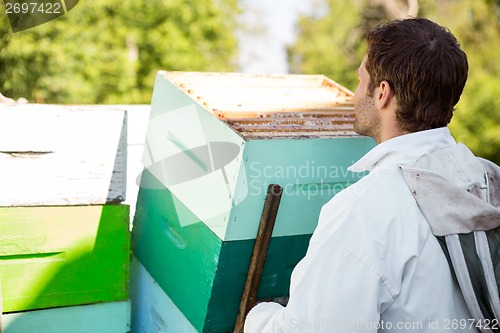 Image of Beekeeper Loading Honeycomb Crates