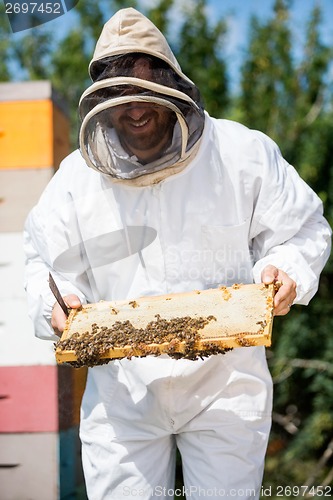 Image of Beekeeper Inspecting Honeycomb Frame At Apiary