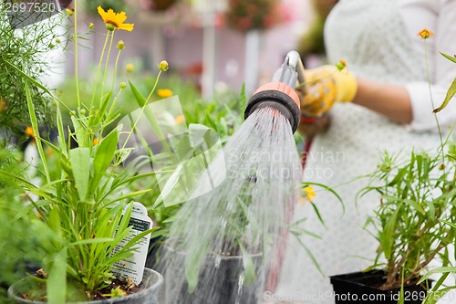 Image of Midsection Of Florist Watering Flower Pots