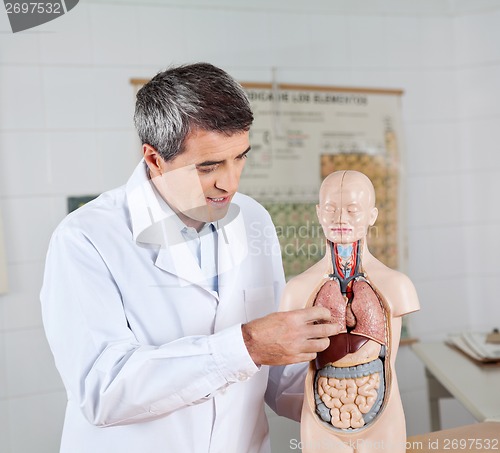 Image of Teacher Analyzing Anatomical Model In Lab