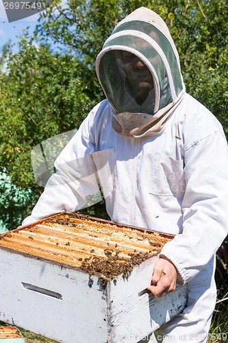 Image of Beekeeper Carrying Honeycomb Frames In Crate