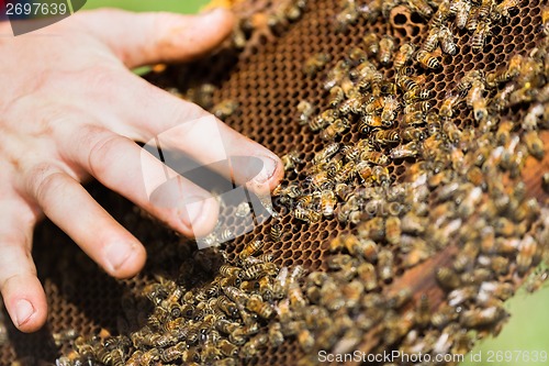 Image of Beekeeper's Hand with Honey