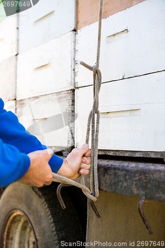 Image of Beekeeper Tying Stacked Honeycomb Crates On Truck