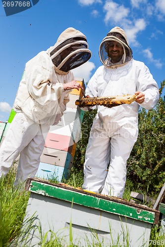 Image of Beekeepers Inspecting Honeycomb Frame