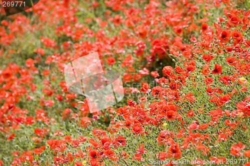 Image of Poppies in the mountains