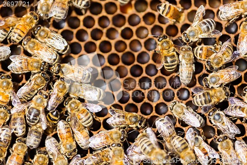 Image of Bees Swarming On Honeycomb