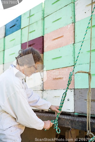 Image of Beekeeper Tying Rope To Honeycomb Crates Loaded On Truck