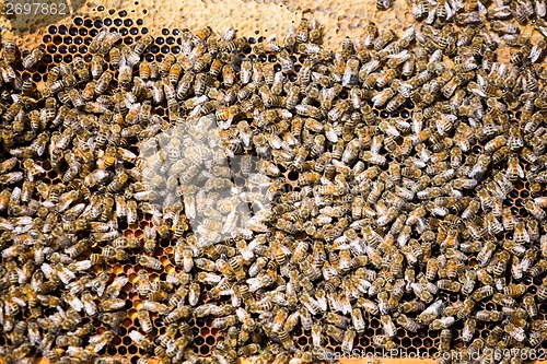 Image of Bees Swarming On Honeycomb