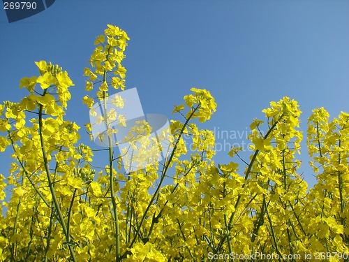 Image of Canola field