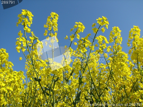 Image of Canola field