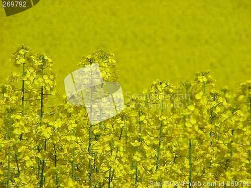 Image of Canola field