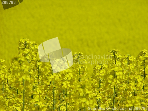 Image of Canola field