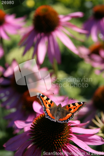 Image of Butterfly on a flower