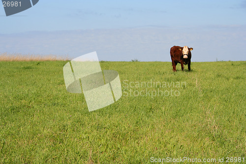 Image of Cow