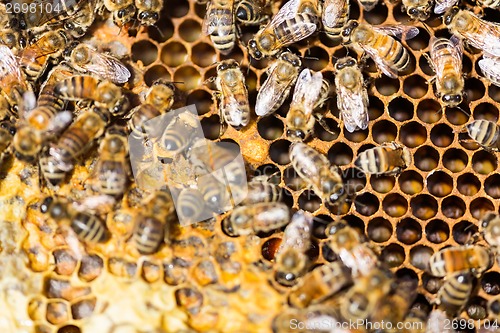 Image of Honeybees Swarming On Comb