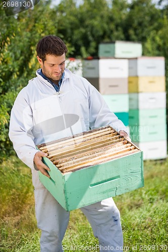 Image of Beekeeper Looking At Honeycomb Crate