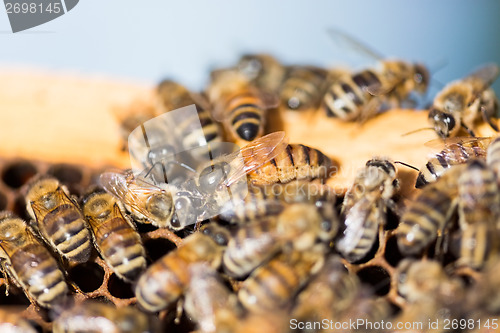 Image of Queen Bee on Honeycomb