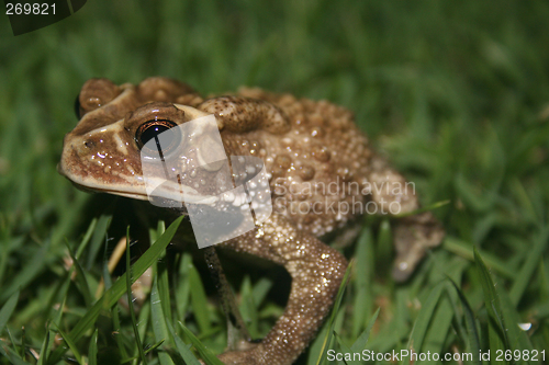 Image of Toad