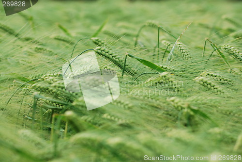 Image of Green wheatfield