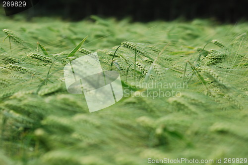 Image of Green wheatfield