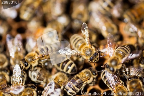 Image of Bees Swarming