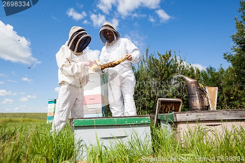 Image of Beekeepers Examining Honeycomb At Apiary