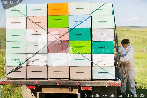 Image of Beekeeper Standing By Truck Full Of Honeycomb Crates