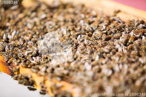 Image of Bees On Honeycomb