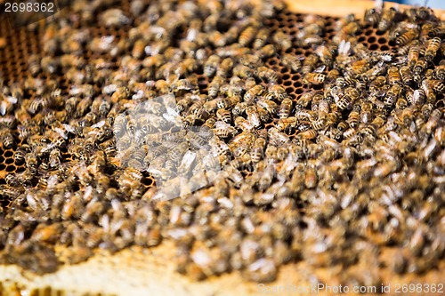 Image of Bees Swarming On Honeycomb