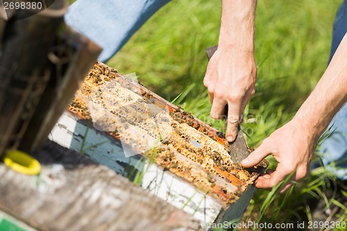 Image of Beekeeper Removing Honeycomb Frames From Crate