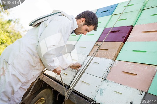 Image of Beekeeper Tying Rope Stacked Honeycomb Crates