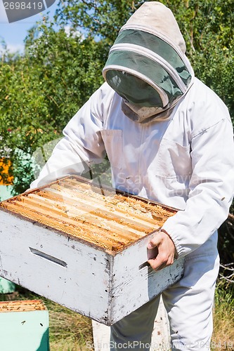 Image of Beekeeper Carrying Honeycomb Crate At Apiary