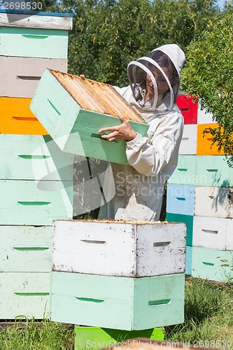 Image of Beekeeper Carrying Honeycomb Crate At Apiary